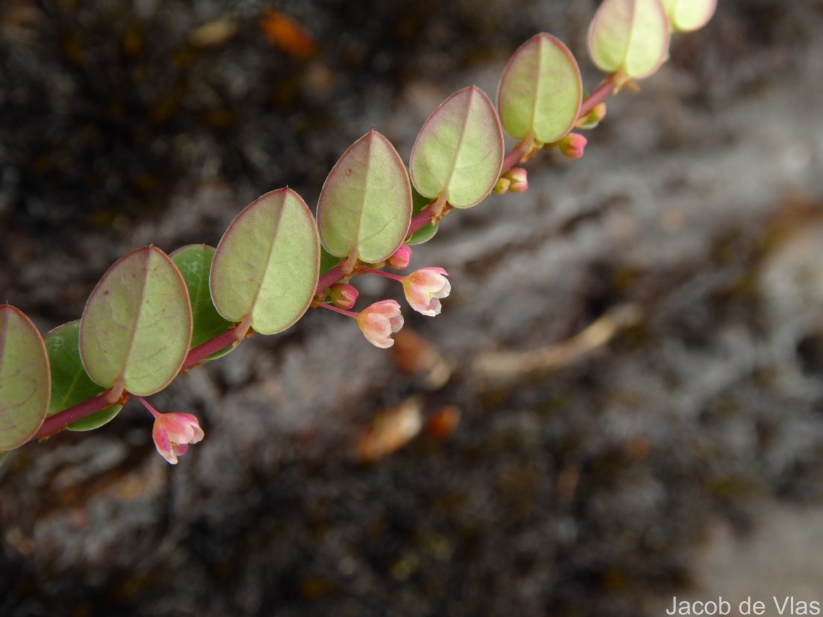 Phyllanthus gardnerianus (Wight) Baill.